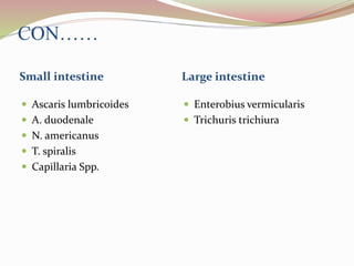 CON……
Small intestine Large intestine
 Ascaris lumbricoides
 A. duodenale
 N. americanus
 T. spiralis
 Capillaria Spp.
 Enterobius vermicularis
 Trichuris trichiura
 