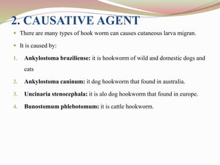 2. CAUSATIVE AGENT
 There are many types of hook worm can causes cutaneous larva migran.
 It is caused by:
1. Ankylostoma braziliense: it is hookworm of wild and domestic dogs and
cats
2. Ankylostoma caninum: it dog hookworm that found in australia.
3. Uncinaria stenocephala: it is alo dog hookworm that found in europe.
4. Bunostomum phlebotomum: it is cattle hookworm.
 