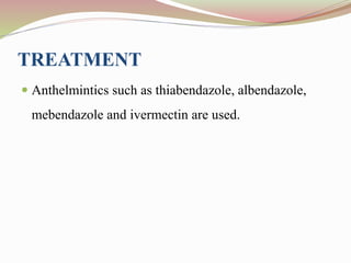 TREATMENT
 Anthelmintics such as thiabendazole, albendazole,
mebendazole and ivermectin are used.
 