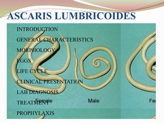 ASCARIS LUMBRICOIDES
1. INTRODUCTION
2. GENERAL CHARACTERISTICS
3. MORPHOLOGY
4. EGGS
5. LIFE CYCLE
6. CLINICAL PRESENTATION
7. LAB DIAGNOSIS
8. TREATMENT
9. PROPHYLAXIS
 