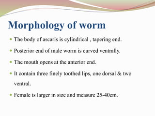 Morphology of worm
 The body of ascaris is cylindrical , tapering end.
 Posterior end of male worm is curved ventrally.
 The mouth opens at the anterior end.
 It contain three finely toothed lips, one dorsal & two
ventral.
 Female is larger in size and measure 25-40cm.
 