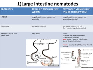 1)Large intestine nematodes
PROPERTIES TRICHURIS TRICHIURA (WIP
WORM)
ENTEROBIUS VERMICULARIS
(PIN OR THREAD WORM)
HABITAT Large intestine man (cecum and
appendix)
Large intestine man (cecum and
appendix and colon)
Epidemiology World wide (children) World wide (children 5-14 yrs)
Carry infection to yrs (autoinfection)
3 MORPHOLOGICAL form:
I) adult worm
Whip shaped Thread
1)Cervical alae: wing (anterior end)
2) Double bulb esophagus :
Male :smaller , posterior 1/3 rd curved .
Sooner die after fertilization
Female : longer post 1/3rd tapering , thin and
pointed
 