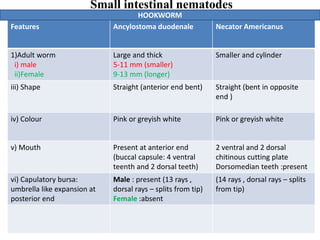 Small intestinal nematodes
Features Ancylostoma duodenale Necator Americanus
1)Adult worm
i) male
ii)Female
Large and thick
5-11 mm (smaller)
9-13 mm (longer)
Smaller and cylinder
iii) Shape Straight (anterior end bent) Straight (bent in opposite
end )
iv) Colour Pink or greyish white Pink or greyish white
v) Mouth Present at anterior end
(buccal capsule: 4 ventral
teenth and 2 dorsal teeth)
2 ventral and 2 dorsal
chitinous cutting plate
Dorsomedian teeth :present
vi) Capulatory bursa:
umbrella like expansion at
posterior end
Male : present (13 rays ,
dorsal rays – splits from tip)
Female :absent
(14 rays , dorsal rays – splits
from tip)
HOOKWORM
 