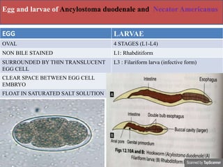 Egg and larvae of Ancylostoma duodenale and Necator Americanus
EGG LARVAE
OVAL 4 STAGES (L1-L4)
NON BILE STAINED L1: Rhabditiform
SURROUNDED BY THIN TRANSLUCENT
EGG CELL
L3 : Filariform larva (infective form)
CLEAR SPACE BETWEEN EGG CELL
EMBRYO
FLOAT IN SATURATED SALT SOLUTION
 