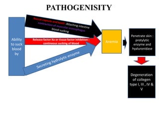 PATHOGENISITY
Ability
to suck
blood
by
Release factor Xa or tissue factor inhibition :
contineous sucking of blood
Penetrate skin :
protylytic
enzyme and
hyaluronidase
Degeneration
of collegen
type I, III , IV &
V
Anemia
 