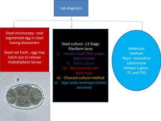 Lab diagnosis
Stool microscopy : oval
segmented egg in stool
having blastomers
Stool not fresh , egg may
hatch out to release
rhabidityform larvae
Stool culture : L3 Stage
filariform larva
i) Harada morfi filter paper
tube method
ii) Slant culture
iii) Baermann funnel
technique
iv) Charcoal culture method
v) Agar plate technique (more
sensitive)
Molecular
method:
Rtpcr: micondrial
cytochrome
oxidase 1 gene ,
IT1 and ITS2
 