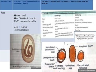 PROPERTIES STRONGYLOIDES STERCORALIS
/MILITARY WORM
ASCARIS LUMBRICOIDES (LARGEST NEMATODES / ROUND
WORM)
Egg
Shape : oval
Size: 50-60 micro m &
30-35 micro m breadth
egg Larva
(ovoviviparous)
Egg containing unsegmented ,
small atrophied ovum with
highly retractile granules
 