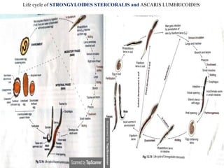 Life cycle of STRONGYLOIDES STERCORALIS and ASCARIS LUMBRICOIDES
 