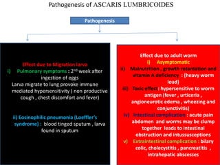 Pathogenesis of ASCARIS LUMBRICOIDES
Pathogenesis
Effect due to Migration larva
i) Pulmonary symptoms : 2nd week after
ingestion of eggs
Larva migrate to lung provoke immune
mediated hypersensitivity ( non productive
cough , chest discomfort and fever)
ii) Eosinophilic pneumonia (Loeffler’s
syndrome) : blood tinged sputum , larva
found in sputum
Effect due to adult worm
i) Asymptomatic
ii) Malnutrition , growth retardation and
vitamin A deficiency : (heavy worm
load)
iii) Toxic effect: hypersensitive to worm
antigen (fever , urticeria ,
angioneurotic edema , wheezing and
conjunctivitis)
iv) Intestinal complication : acute pain
abdomen and worms may be clump
together leads to intestinal
obstruction and intussusceptions
v) Extraintestinal complication : bilary
colic, cholecystitis , pancreatitis ,
intrahepatic abscesses
 