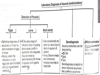 Intestinal nematodes