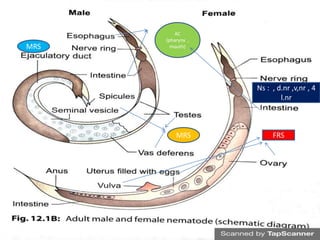 MRS
MRS
FRS
Ns : , d.nr ,v,nr , 4
l.nr
AC
(pharynx ,
mouth)
 