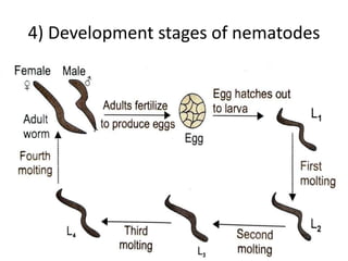 4) Development stages of nematodes
 