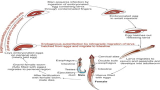 Intestinal Parasites Classification Parasite classification Intestinal Nematodes.pptx