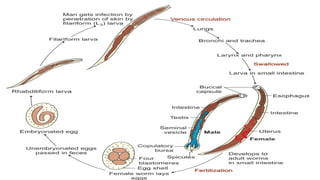 Intestinal Parasites Classification Parasite classification Intestinal Nematodes.pptx