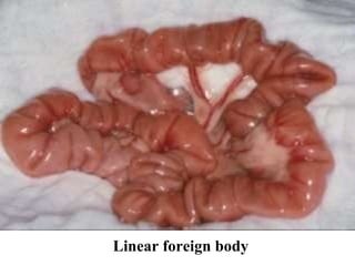 Linear foreign body 
