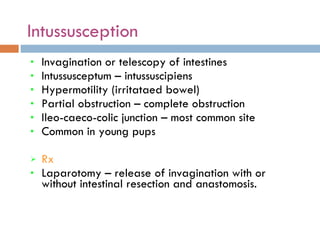 Intussusception  Invagination or telescopy of intestines Intussusceptum – intussuscipiens Hypermotility (irritataed bowel) Partial obstruction – complete obstruction Ileo-caeco-colic junction – most common site Common in young pups Rx Laparotomy – release of invagination with or without intestinal resection and anastomosis. 