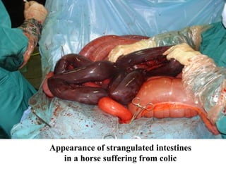 Appearance of strangulated intestines in a horse suffering from colic  