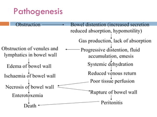 Pathogenesis   Obstruction Bowel distention (increased secretion reduced absorption, hypomotility) Gas production, lack of absorption Progressive distention, fluid  accumulation, emesis Systemic dehydration Reduced venous return Poor tissue perfusion Obstruction of venules and  lymphatics in bowel wall Edema of bowel wall Ischaemia of bowel wall Necrosis of bowel wall Enterotoxemia  Death  Rupture of bowel wall Peritonitis  