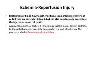 Ischemia-Reperfusion Injury
• Restoration of blood flow to ischemic tissues can promote recovery of
cells if they are reversibly injured, but can also paradoxically exacerbate
the injury and cause cell death.
• As a consequence, reperfused tissues may sustain loss of cells in addition
to the cells that are irreversibly damaged at the end of ischemia. This
process, called ischemia-reperfusion injury.
 