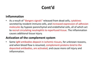 Cont’d
Inflammation
• As a result of “dangers signals” released from dead cells, cytokines
secreted by resident immune cells, and increased expression of adhesion
molecules by hypoxic parenchymal and endothelial cells, all of which act
to recruit circulating neutrophils to reperfused tissue. The inflammation
causes additional tissue injury.
Activation of the complement system
• Some IgM antibodies deposit in ischemic tissues, for unknown reasons,
and when blood flow is resumed, complement proteins bind to the
deposited antibodies, are activated, and cause more cell injury and
inflammation.
 
