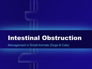 Intestinal Obstruction Management in Small Animals (Dogs & Cats) 