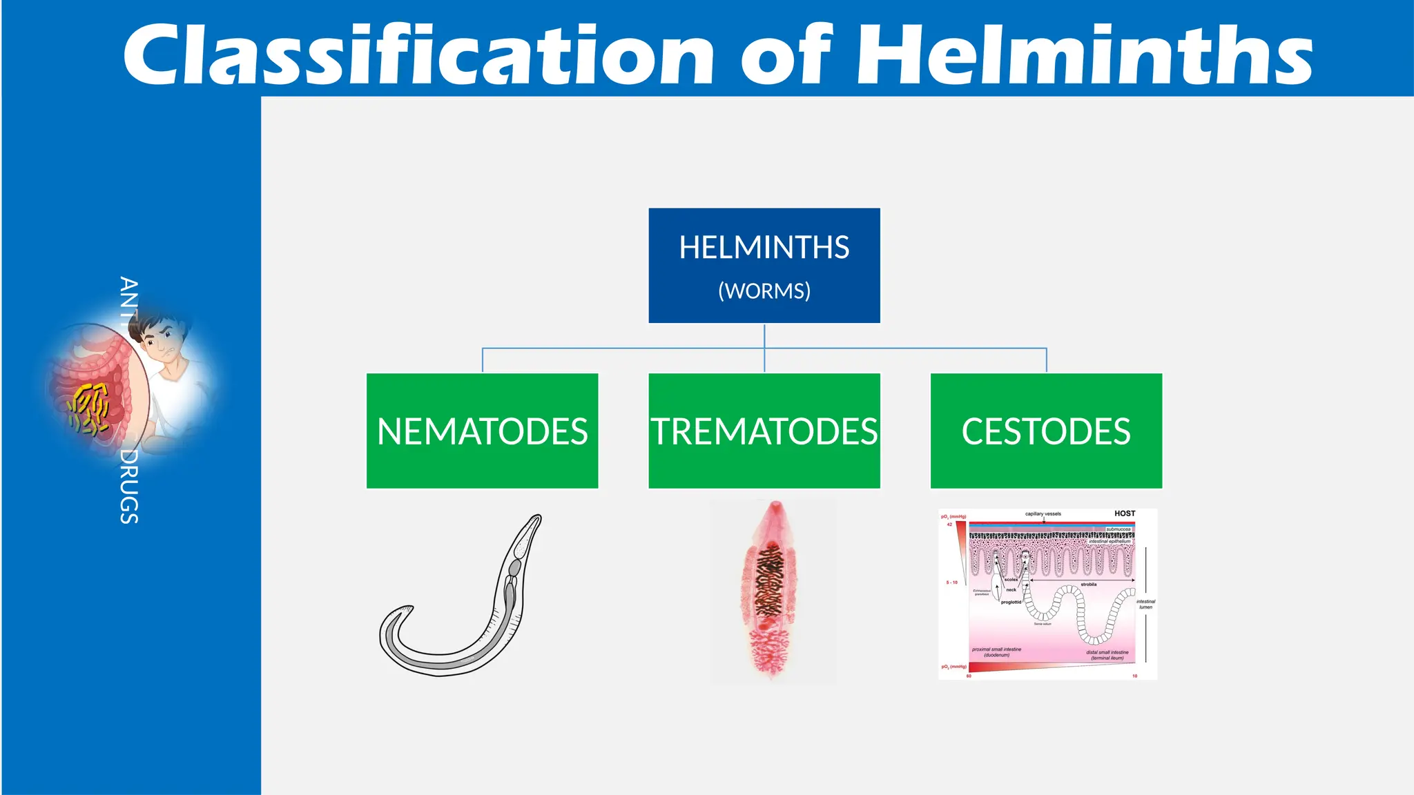 Intestinal Parasites Classification INTESTINAL PARASITE and Mechanism of action of drug include ...