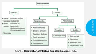 Intestinal Parasites Classification Intestinal parasites | PPTX