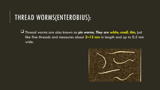 Long Thread Worms INTESTINALPARASITES OR WORM INFESTATIONS.pptx
