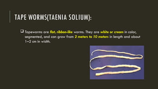 Tapeworm Color INTESTINALPARASITES OR WORM INFESTATIONS.pptx