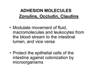 ADHESION MOLECULES 
Zonulins, Occludin, Claudins 
• Modulate movement of fluid, 
macromolecules and leukocytes from 
the blood stream to the intestinal 
lumen, and vice versa 
• Protect the epithelial cells of the 
intestine against colonization by 
microorganisms 
 