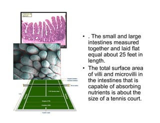 • . The small and large 
intestines measured 
together and laid flat 
equal about 25 feet in 
length. 
• The total surface area 
of villi and microvilli in 
the intestines that is 
capable of absorbing 
nutrients is about the 
size of a tennis court. 
 