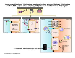 Structure and function of tight junctions are altered by direct pathogen binding to tight junction 
proteins, PKC ( protein kinase enzymes) , and protease-mediated disruption of actomyosin 
Kunzelmann K , McMorran B Physiology 2004;19:240-244 
©2004 by American Physiological Society 
 