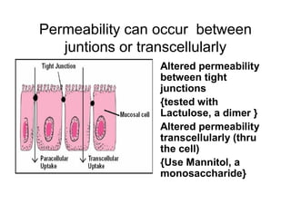 Permeability can occur between 
juntions or transcellularly 
• Altered permeability 
between tight 
junctions 
• {tested with 
Lactulose, a dimer } 
• Altered permeability 
transcellularly (thru 
the cell) 
• {Use Mannitol, a 
monosaccharide} 
 