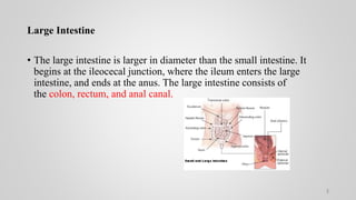 Intestinal permeation and drug distribution.pptx