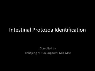 Intestinal Protozoa Identification


                 Compiled by
       Rahajeng N. Tunjungputri, MD, MSc
 