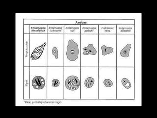 Entamoeba coli trophozoites
 
