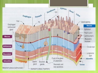 Intestinal anatomy and physiology | PPT