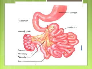 Intestinal anatomy and physiology | PPT