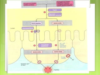 Intestinal anatomy and physiology | PPT