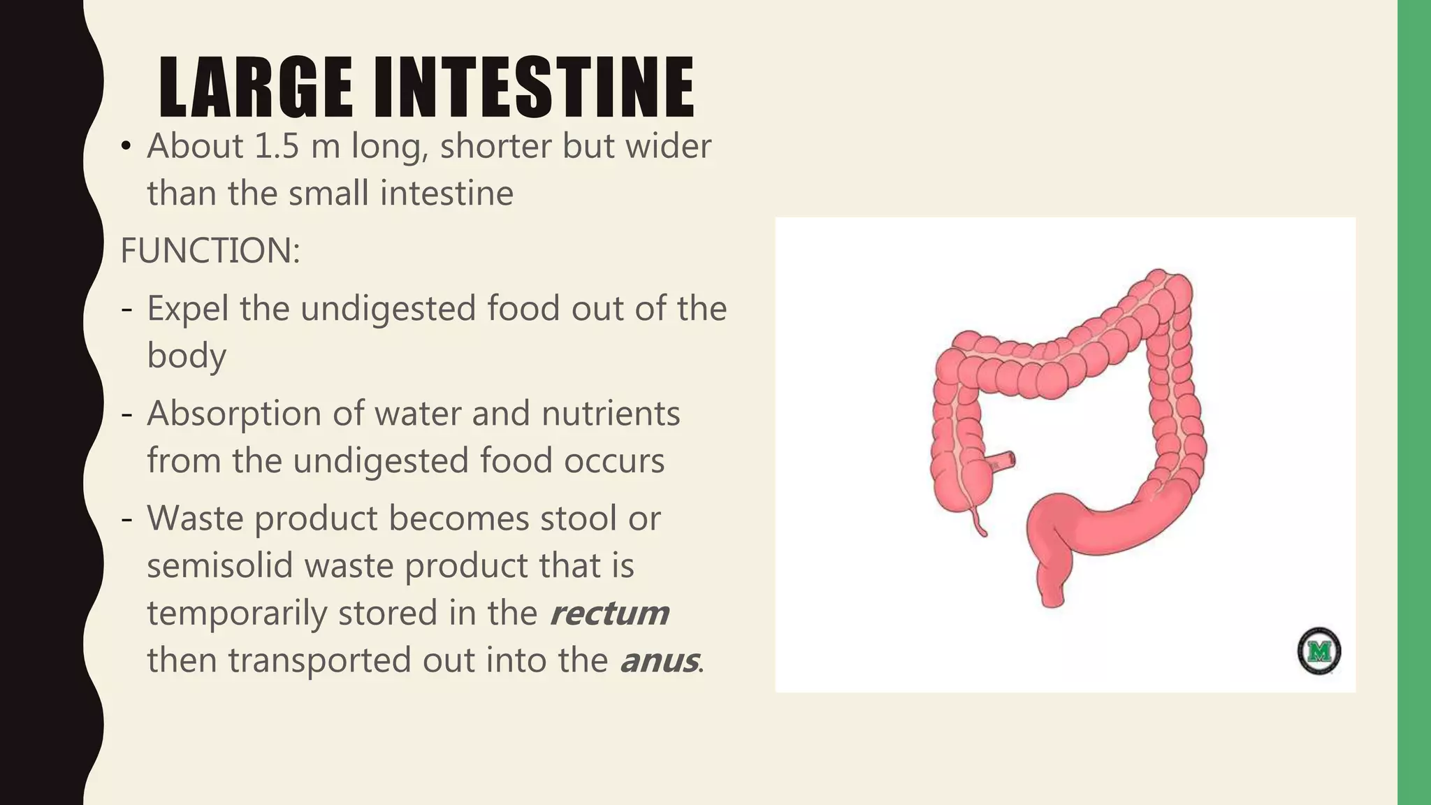 LARGE INTESTINE
• About 1.5 m long, shorter but wider
than the small intestine
FUNCTION:
- Expel the undigested food out of the
body
- Absorption of water and nutrients
from the undigested food occurs
- Waste product becomes stool or
semisolid waste product that is
temporarily stored in the rectum
then transported out into the anus.
 
