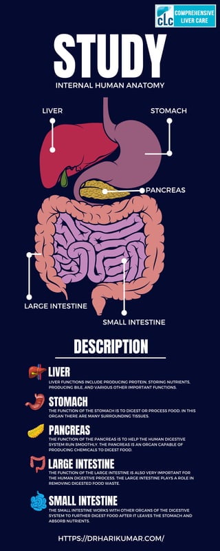 STUDY
INTERNAL HUMAN ANATOMY
DESCRIPTION
LIVER
STOMACH
PANCREAS
LARGE INTESTINE
SMALL INTESTINE
LIVER FUNCTIONS INCLUDE PRODUCING PROTEIN, STORING NUTRIENTS,
PRODUCING BILE, AND VARIOUS OTHER IMPORTANT FUNCTIONS.
THE FUNCTION OF THE STOMACH IS TO DIGEST OR PROCESS FOOD. IN THIS
ORGAN THERE ARE MANY SURROUNDING TISSUES.
THE SMALL INTESTINE WORKS WITH OTHER ORGANS OF THE DIGESTIVE
SYSTEM TO FURTHER DIGEST FOOD AFTER IT LEAVES THE STOMACH AND
ABSORB NUTRIENTS.
THE FUNCTION OF THE PANCREAS IS TO HELP THE HUMAN DIGESTIVE
SYSTEM RUN SMOOTHLY. THE PANCREAS IS AN ORGAN CAPABLE OF
PRODUCING CHEMICALS TO DIGEST FOOD.
THE FUNCTION OF THE LARGE INTESTINE IS ALSO VERY IMPORTANT FOR
THE HUMAN DIGESTIVE PROCESS. THE LARGE INTESTINE PLAYS A ROLE IN
REMOVING DIGESTED FOOD WASTE.
LIVER STOMACH
PANCREAS
LARGE INTESTINE
SMALL INTESTINE
HTTPS://DRHARIKUMAR.COM/
 