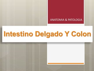 Intestino Delgado Y Colon
ANATOMIA & PATOLOGIA
 