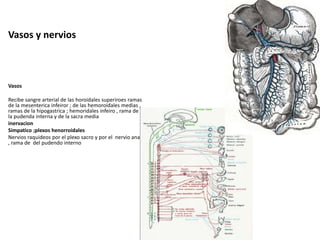 Vasos y nervios
Vasos
Recibe sangre arterial de las horoidales superiroes ramas
de la mesenterica infeiror ; de las hemoroidales medias ,
ramas de la hipogastrica ; hemoridales infeiro , rama de
la pudenda interna y de la sacra media
inervacion
Simpatico ;plexos henorroidales
Nervios raquideos por el plexo sacro y por el nervio anal
, rama de del pudendo interno
 