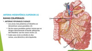 ANATOMIA Y AEMBRIOLOGIA DEL INTESTINO DELGADO | PPTX