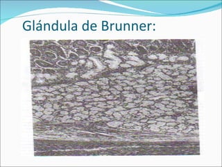 Glándula de Brunner: 