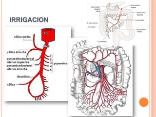 Drenaje venosoVENAS DUODENALESSiguen arterias y drenan a lavena porta