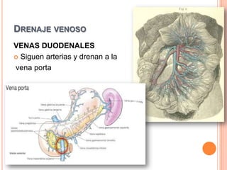 VASOS LINFÁTICOSDUODENALESSiguen las arteriasVasos linfáticos anteriores Drenan a:Ganglios linfáticos pancreatoduodenalesGanglios linfáticos pilóricosVasos linfáticos posterioresDrenan a:Ganglios mesentéricos superioresVasos eferentes drenan a: Ganglios linfáticos celiacos