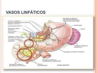 Yeyuno e ÍleonINICIO: flexura duodenoyeyunalTERMINA: unión ileocecalMiden: 6 a 7 metrosYeyuno: 40% (CSI)Íleon: 60%  (CID)
