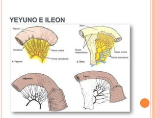 Irrigación y drenaje venosoArteria mesentérica superior15 a 18 ramas yeyuno e íleon