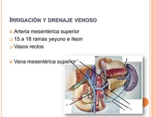 Vasos rectosVena mesentérica superior